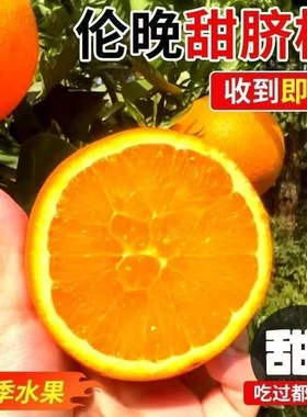 正宗伦晚脐橙秭归手剥橙子新鲜皮薄多汁现摘无籽薄皮孕妇当季水果