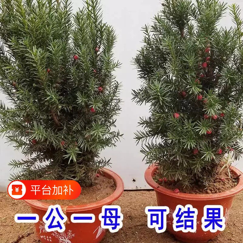 红豆杉盆栽盆景植物室内树苗公母中草药红豆杉树苗红豆杉树植物