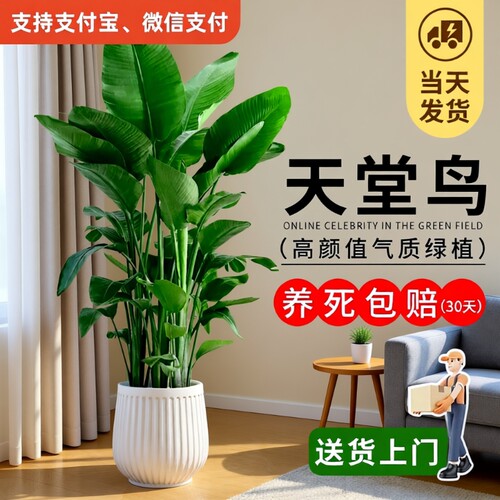 天堂鸟绿植客厅室内大型植物盆栽鹤望兰落地办公室好养活禄植专业