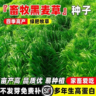 黑麦草种籽子种四季多年生耐寒牧草种籽畜牧养殖鸡鸭牛羊鱼草种子