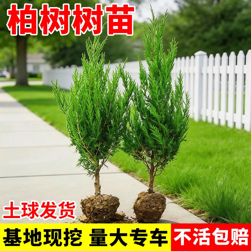 柏树树苗四季常青松柏塔柏侧柏墓前树苗道路绿化耐寒易活圆柏松树