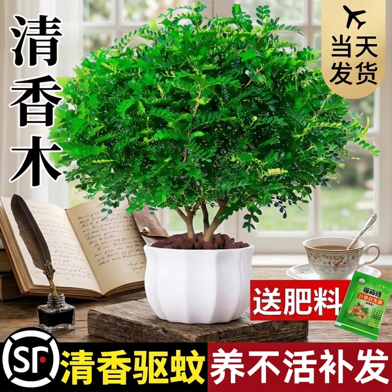 正宗清香胡椒木盆栽绿植驱蚊草花卉植物室内树苗九里香老桩盆景
