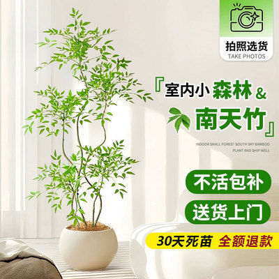 南天竹盆栽客厅真树室内绿植大型植物树苗办公室火焰老桩落地造景