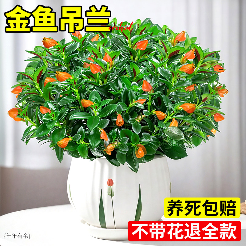 金鱼吊兰盆栽带花苞客厅桌面小盆景观花植物金鱼花大盆四季好养活