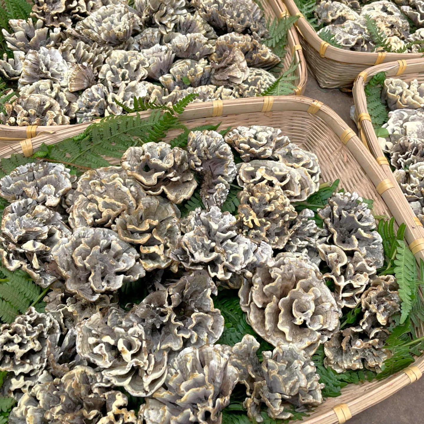 云南野生干巴菌鲜空运