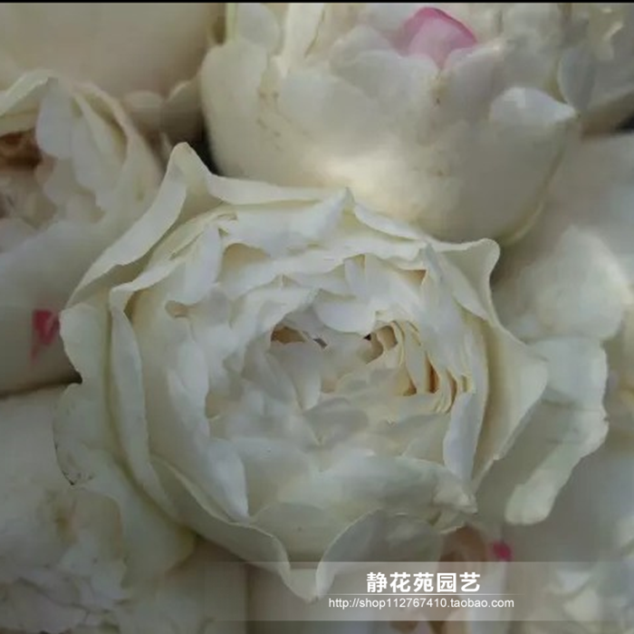 伊芙 卡勒姆 伊芙皇家婚礼 强香灌木 月季 抗病性强