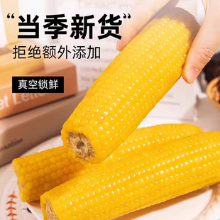 25年新鲜头糯九茬大棒粘糯玉米粘苞米一箱10支6斤左右 有试吃