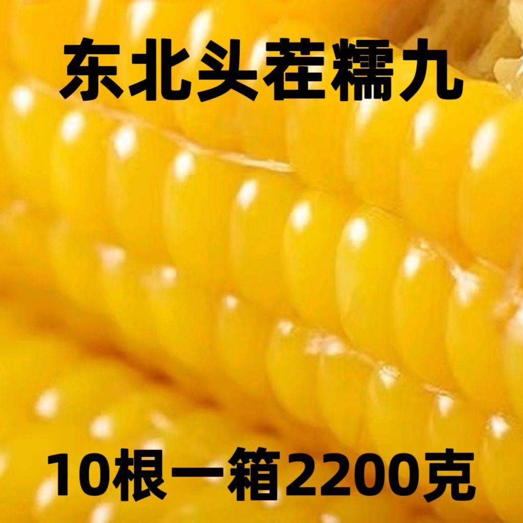 黑龙江密山粘玉米24头茬玉米冷藏