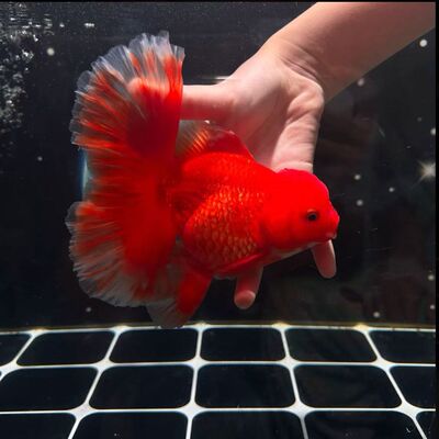 精品千褶红泰狮金鱼活体观赏鱼淡水冷水鱼好养耐活小金鱼宠物鱼