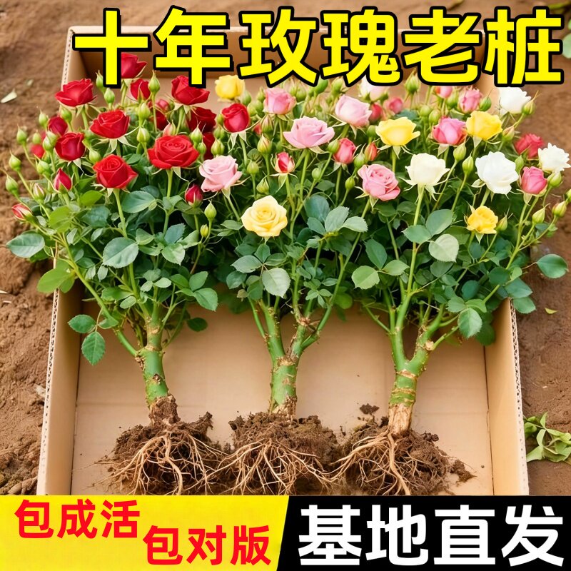 多色玫瑰花苗老桩盆栽四季开花大花浓香型室内外花卉绿植月季种植