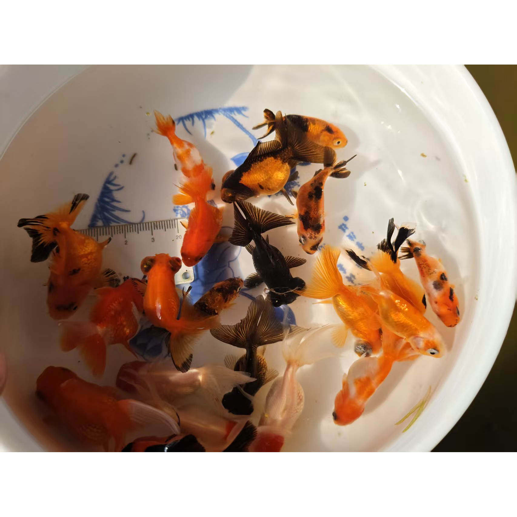 玛丽兰寿蝶尾鹤顶红国狮冷水金鱼好看好养小鱼皮实耐活观赏鱼鱼苗,宠物/宠物食品及用品,鱼,淘宝优惠券,粉丝福利购,淘宝优惠卷