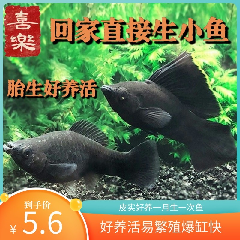 黑玛丽小型热带观赏鱼繁殖胎生鱼混养金牡丹孔雀斑马米奇皮实易养