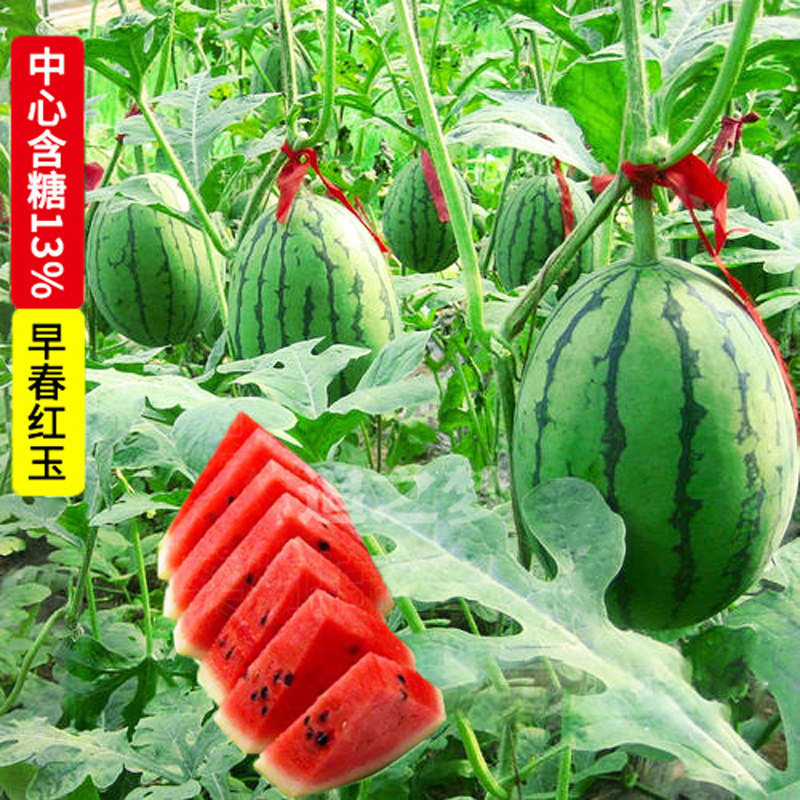 蔬菜西瓜种子南方水果早春红玉
