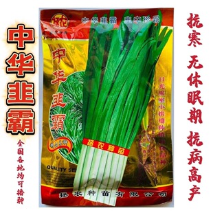 中华韭霸韭菜种子冬季不休眠耐寒宽叶黑绿叶白根韭菜种子籽孑四季