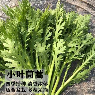 小叶茼蒿种子皇帝菜种籽光杆蓬蒿菜菊花四季播种阳台盆栽蔬菜种孑