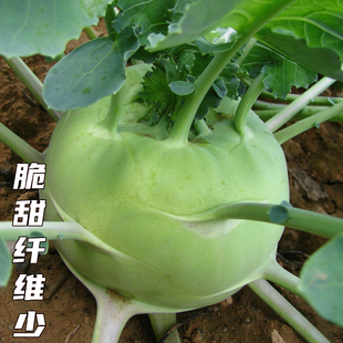青苤兰种子紫苤蓝种籽高产菜籽蔬菜孑籽芥兰头芥蓝球茎种水果甘蓝