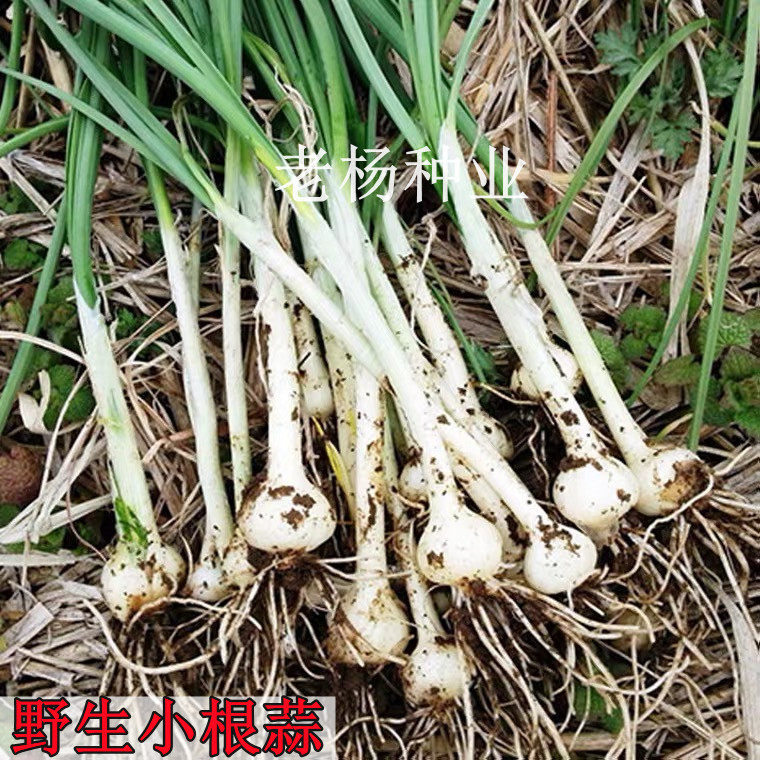 小根蒜种子 野韭葱野蒜种籽 可盆栽早春四季蔬菜山蒜薤白大脑瓜孑