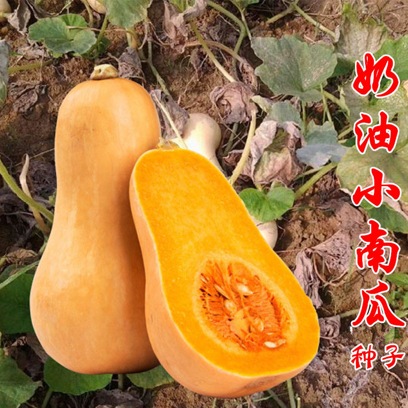 红板栗绿贝贝小奶油南瓜甜巨型南瓜砍瓜种籽春四季高产蔬菜种子孑
