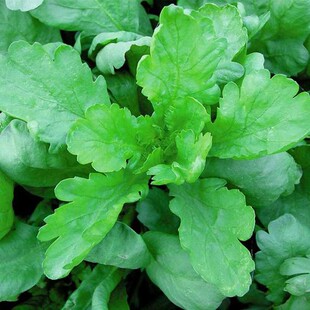 大叶茼蒿种子 皇帝菜种籽大全秋冬季四季蔬菜 小叶茼蒿菊花种籽孑