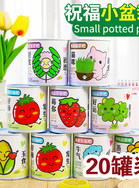 创意植物桌面小盆栽儿童礼品批发
