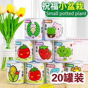 种植罐头网红种植小盆栽桌面学生创意礼物植物盲盒植树节儿童礼品