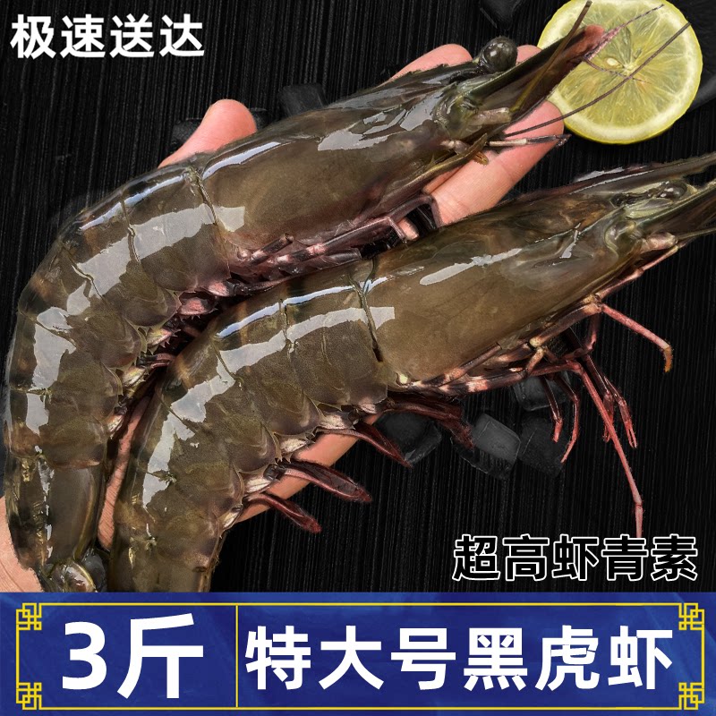 特大号黑虎虾鲜活超大无冰新鲜速冻海鲜商用虾青素斑节虾老虎虾