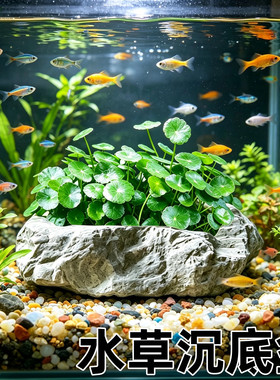 水草沉底盆睡莲定植篮