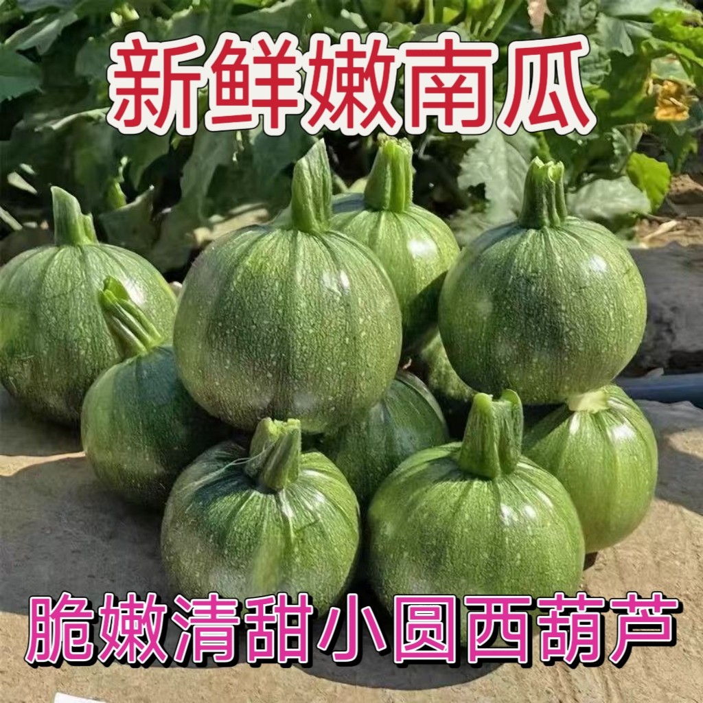 农家新鲜露天小南瓜新鲜嫩南瓜小圆瓜绿色青皮西葫芦绿皮青皮当季