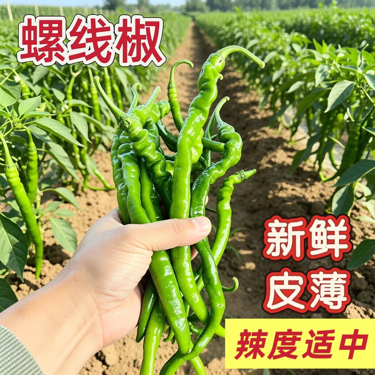 螺线椒新鲜现摘辣椒薄皮青线椒辣味小螺丝椒农家自种蔬菜秦椒香辣