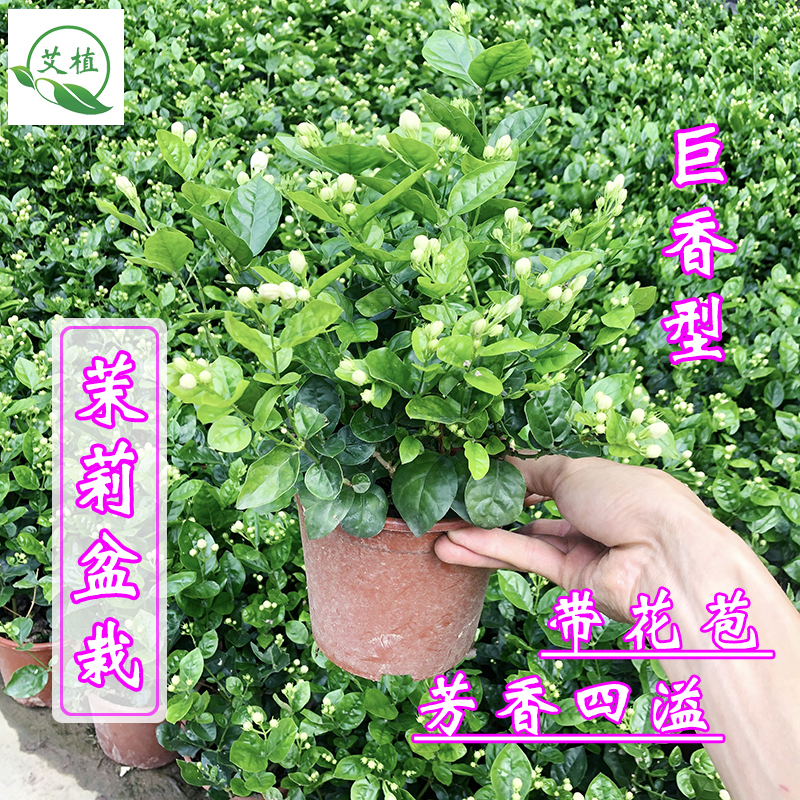 茉莉花盆栽带花苞虎头茉莉重瓣清香花苗植物阳台窗台四季开花绿植 鲜花速递/花卉仿真/绿植园艺 时令草本花卉 原图主图