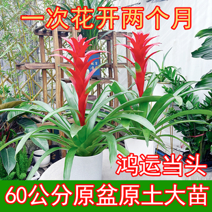 大鸿运当头盆栽植物凤梨花苗水培好养花卉鲜花红星植物室内吸甲醛
