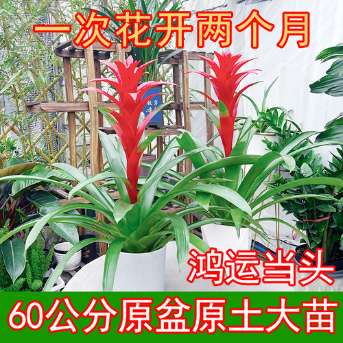 大鸿运当头盆栽室内水培吸甲醛