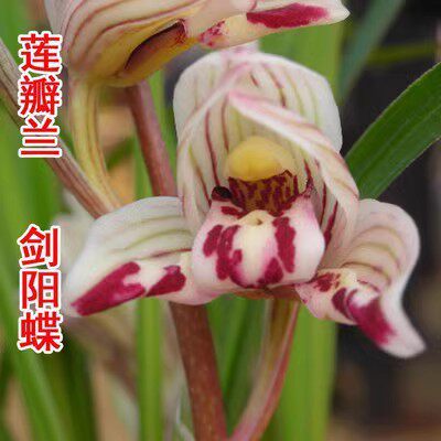 包邮 当年开花兰花苗莲瓣兰 剑阳蝶 阳台花卉兰花盆栽自然种植