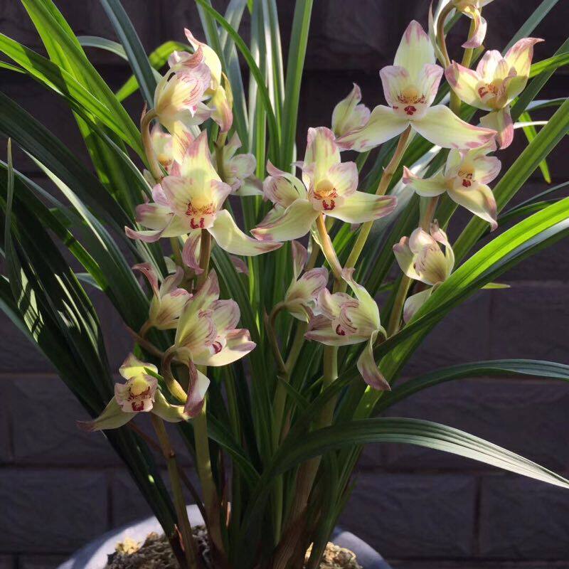 包邮 兰花苗客厅花卉阳台盆栽浓香老种兰花春剑 香王彩虹