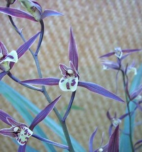 包邮云南室内兰花苗寒兰  暮山紫 阳台花卉客厅兰花盆栽 自然养殖