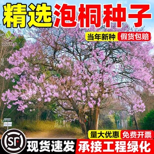 泡桐树种子轻型木质木材树木白花大果泡桐空桐树当年新采灌木种子