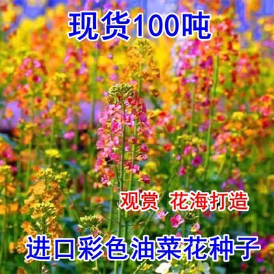 进口彩色油菜花种子观赏大花庭院