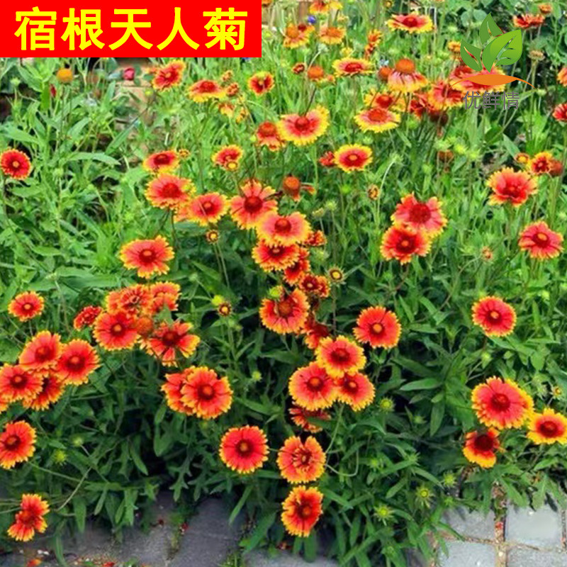 天人菊种子春秋易活多年生耐寒花种四季开花种籽室外庭院菊花种孑