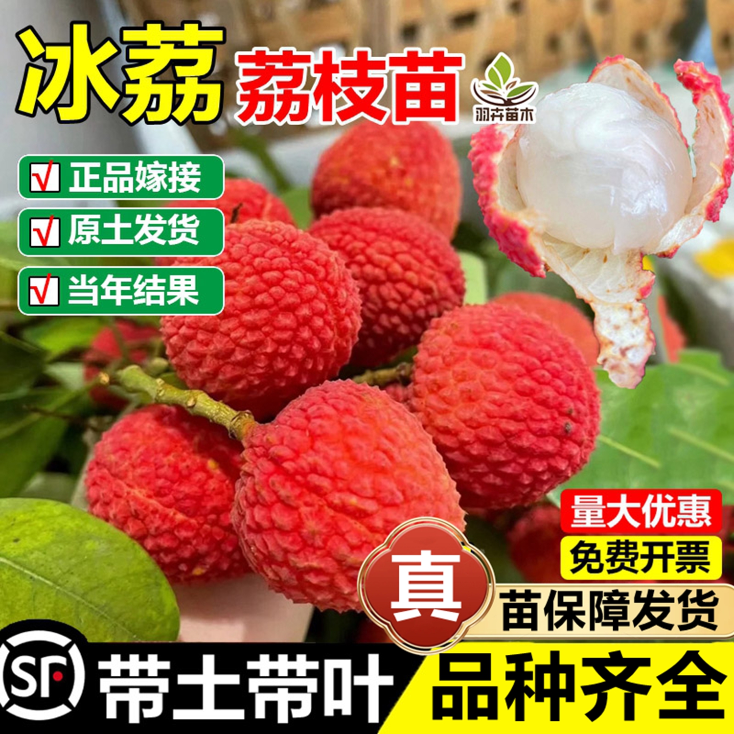 冰荔嫁接荔枝树苗无核桂味妃子笑荔枝苗盆地栽南北方种植当年结果