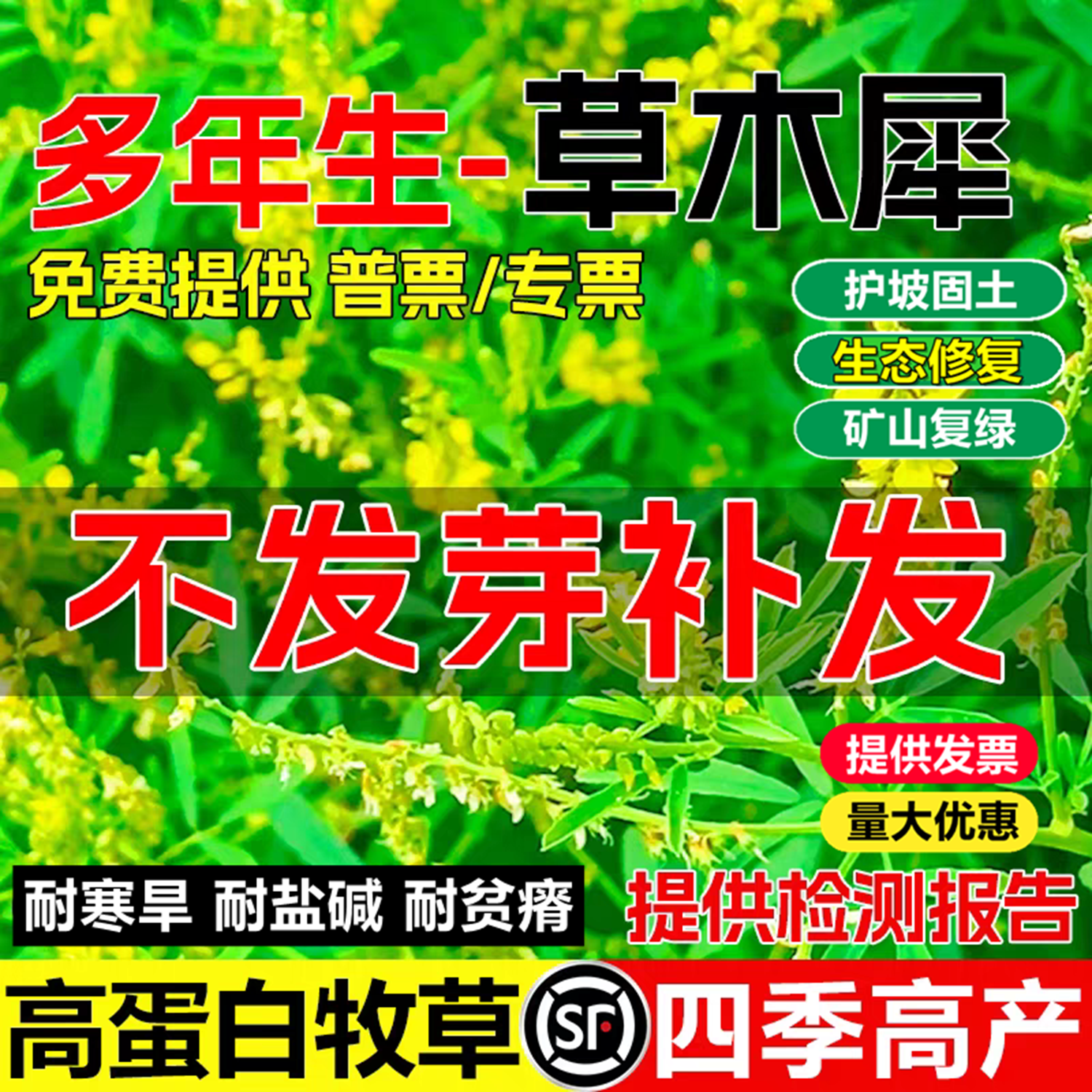 草木犀种子籽四季播种多年生灌木