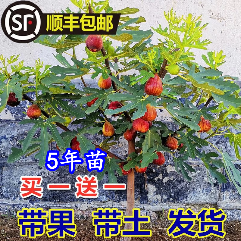 无花果树果苗特大果矮化盆栽南方北方种植果苗波姬红盆栽无花果苗-封面