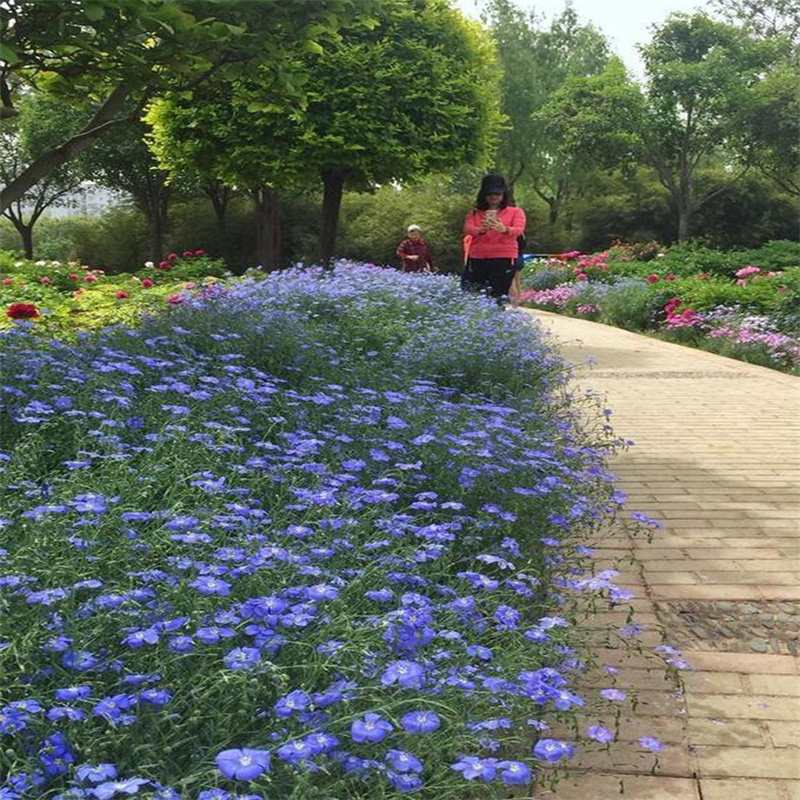 蓝花亚麻种子蓝色花卉花海景观矮生草花四季播种多年生兰花亚麻籽