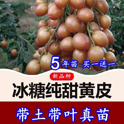 新品种纯甜无核大果冰糖黄皮