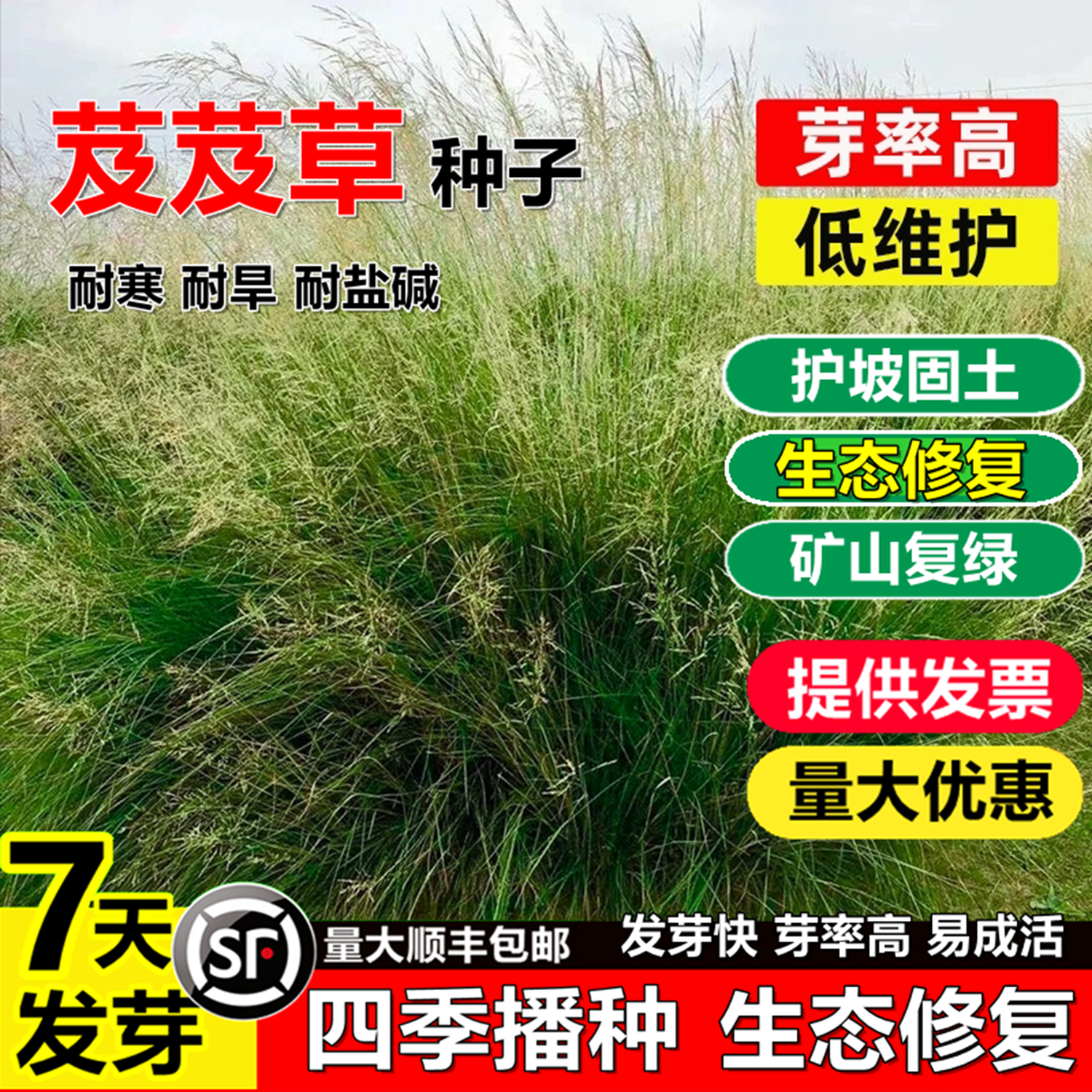 芨草种子籽耐盐碱牧草籽护坡固土