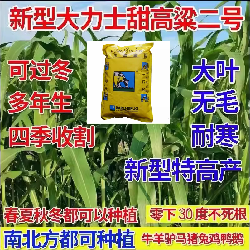 进口大力士甜高粱牧草种子多年生一年四季畜牧草籽养殖猪牛羊鱼草