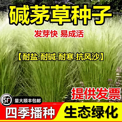 碱茅草种子籽多年生护坡固土绿化