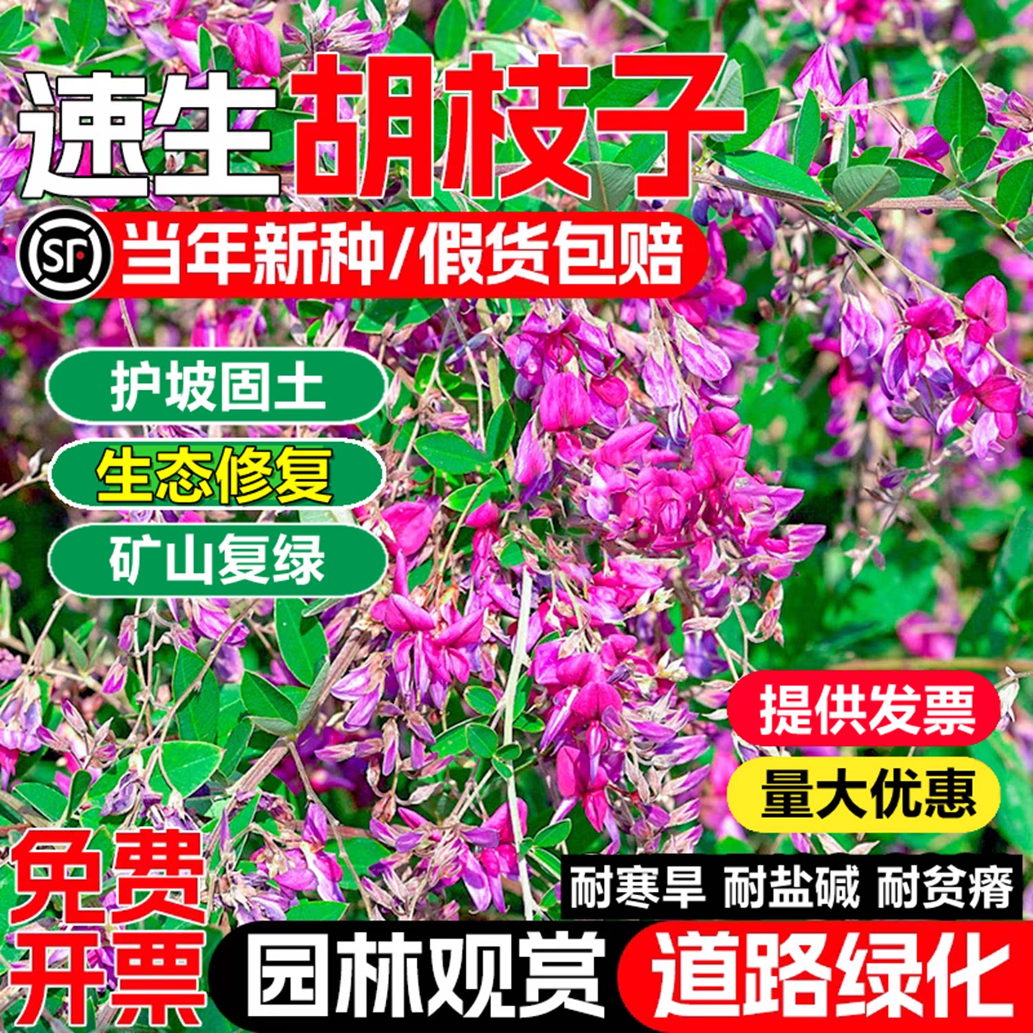 护坡灌木胡枝子种子刺槐紫穗槐树种子洋槐胡桑子银合欢猪屎豆木豆