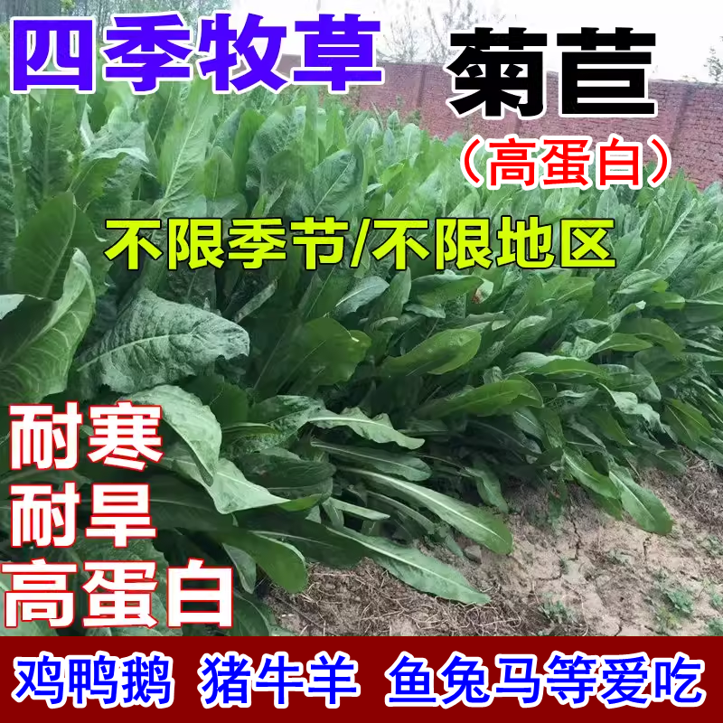 菊苣草种籽大叶多年生喂猪菜高产