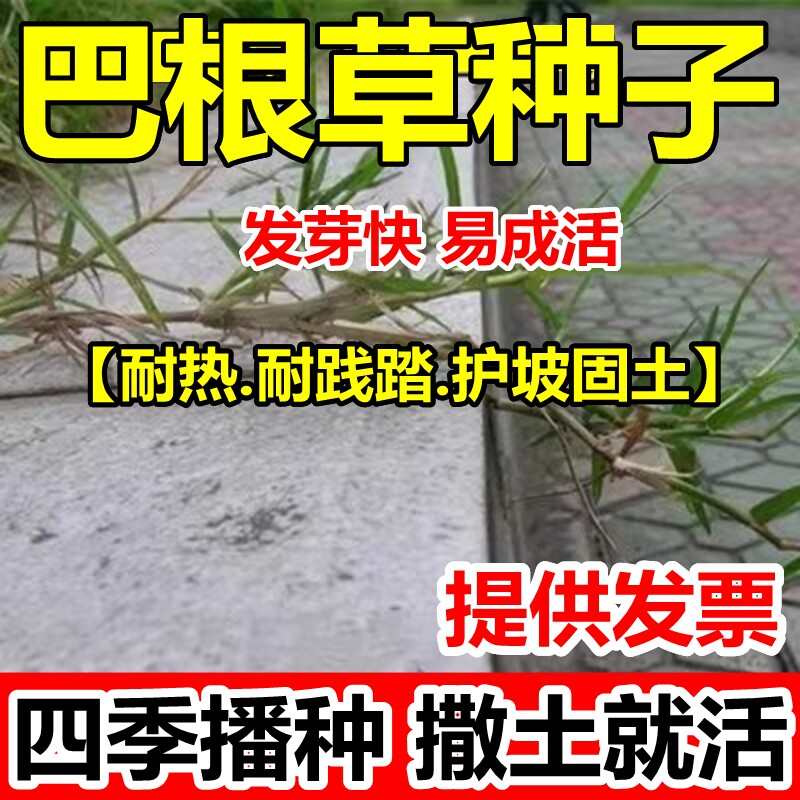 巴根草牛筋草种子铁线草护坡草籽爬地草狗牙根护坡种子防水土流失