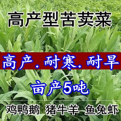 新款水瓶座苦麦菜大叶养殖小